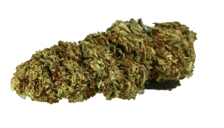 Technické konopí - CHARLOTTE - GLASSHOUSE k dalšímu zpracování - balení 20g